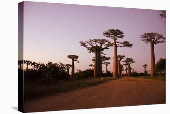 Madagascar, Morondava, Baobab Alley, Adansonia Grandidieri at Sunset-Anthony Asael-Stretched Canvas