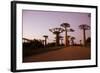 Madagascar, Morondava, Baobab Alley, Adansonia Grandidieri at Sunset-Anthony Asael-Framed Photographic Print