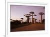 Madagascar, Morondava, Baobab Alley, Adansonia Grandidieri at Sunset-Anthony Asael-Framed Photographic Print