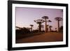 Madagascar, Morondava, Baobab Alley, Adansonia Grandidieri at Sunset-Anthony Asael-Framed Photographic Print