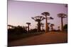 Madagascar, Morondava, Baobab Alley, Adansonia Grandidieri at Sunset-Anthony Asael-Mounted Photographic Print