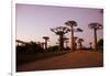 Madagascar, Morondava, Baobab Alley, Adansonia Grandidieri at Sunset-Anthony Asael-Framed Photographic Print