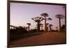 Madagascar, Morondava, Baobab Alley, Adansonia Grandidieri at Sunset-Anthony Asael-Framed Photographic Print