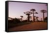 Madagascar, Morondava, Baobab Alley, Adansonia Grandidieri at Sunset-Anthony Asael-Framed Stretched Canvas