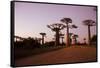 Madagascar, Morondava, Baobab Alley, Adansonia Grandidieri at Sunset-Anthony Asael-Framed Stretched Canvas