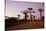 Madagascar, Morondava, Baobab Alley, Adansonia Grandidieri at Sunset-Anthony Asael-Stretched Canvas