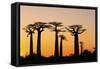 Madagascar, Morondava, Baobab Alley, Adansonia Grandidieri at Sunset-Anthony Asael-Framed Stretched Canvas