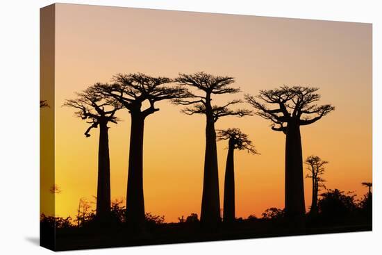 Madagascar, Morondava, Baobab Alley, Adansonia Grandidieri at Sunset-Anthony Asael-Stretched Canvas