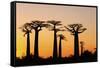 Madagascar, Morondava, Baobab Alley, Adansonia Grandidieri at Sunset-Anthony Asael-Framed Stretched Canvas