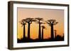 Madagascar, Morondava, Baobab Alley, Adansonia Grandidieri at Sunset-Anthony Asael-Framed Photographic Print