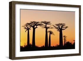 Madagascar, Morondava, Baobab Alley, Adansonia Grandidieri at Sunset-Anthony Asael-Framed Photographic Print