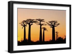 Madagascar, Morondava, Baobab Alley, Adansonia Grandidieri at Sunset-Anthony Asael-Framed Photographic Print