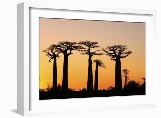 Madagascar, Morondava, Baobab Alley, Adansonia Grandidieri at Sunset-Anthony Asael-Framed Photographic Print