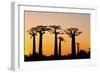 Madagascar, Morondava, Baobab Alley, Adansonia Grandidieri at Sunset-Anthony Asael-Framed Photographic Print