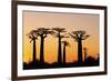 Madagascar, Morondava, Baobab Alley, Adansonia Grandidieri at Sunset-Anthony Asael-Framed Photographic Print