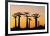 Madagascar, Morondava, Baobab Alley, Adansonia Grandidieri at Sunset-Anthony Asael-Framed Photographic Print