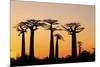 Madagascar, Morondava, Baobab Alley, Adansonia Grandidieri at Sunset-Anthony Asael-Mounted Photographic Print