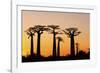 Madagascar, Morondava, Baobab Alley, Adansonia Grandidieri at Sunset-Anthony Asael-Framed Photographic Print