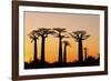 Madagascar, Morondava, Baobab Alley, Adansonia Grandidieri at Sunset-Anthony Asael-Framed Photographic Print