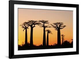 Madagascar, Morondava, Baobab Alley, Adansonia Grandidieri at Sunset-Anthony Asael-Framed Photographic Print