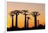 Madagascar, Morondava, Baobab Alley, Adansonia Grandidieri at Sunset-Anthony Asael-Framed Photographic Print