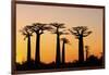 Madagascar, Morondava, Baobab Alley, Adansonia Grandidieri at Sunset-Anthony Asael-Framed Photographic Print