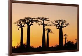 Madagascar, Morondava, Baobab Alley, Adansonia Grandidieri at Sunset-Anthony Asael-Framed Photographic Print