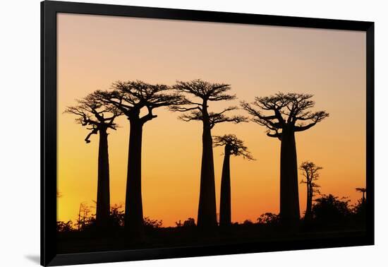 Madagascar, Morondava, Baobab Alley, Adansonia Grandidieri at Sunset-Anthony Asael-Framed Photographic Print