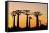 Madagascar, Morondava, Baobab Alley, Adansonia Grandidieri at Sunset-Anthony Asael-Framed Stretched Canvas