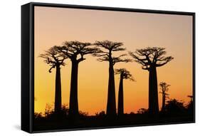 Madagascar, Morondava, Baobab Alley, Adansonia Grandidieri at Sunset-Anthony Asael-Framed Stretched Canvas