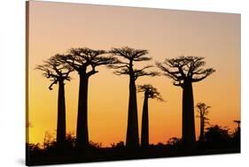 Madagascar, Morondava, Baobab Alley, Adansonia Grandidieri at Sunset-Anthony Asael-Stretched Canvas