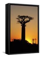 Madagascar, Morondava, Baobab Alley, Adansonia Grandidieri at Sunset-Anthony Asael-Framed Stretched Canvas