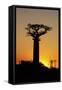 Madagascar, Morondava, Baobab Alley, Adansonia Grandidieri at Sunset-Anthony Asael-Framed Stretched Canvas