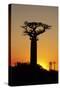 Madagascar, Morondava, Baobab Alley, Adansonia Grandidieri at Sunset-Anthony Asael-Stretched Canvas