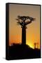 Madagascar, Morondava, Baobab Alley, Adansonia Grandidieri at Sunset-Anthony Asael-Framed Stretched Canvas