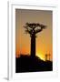 Madagascar, Morondava, Baobab Alley, Adansonia Grandidieri at Sunset-Anthony Asael-Framed Premium Photographic Print