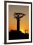 Madagascar, Morondava, Baobab Alley, Adansonia Grandidieri at Sunset-Anthony Asael-Framed Premium Photographic Print