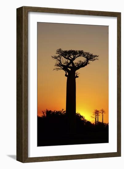 Madagascar, Morondava, Baobab Alley, Adansonia Grandidieri at Sunset-Anthony Asael-Framed Photographic Print