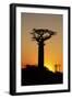 Madagascar, Morondava, Baobab Alley, Adansonia Grandidieri at Sunset-Anthony Asael-Framed Photographic Print