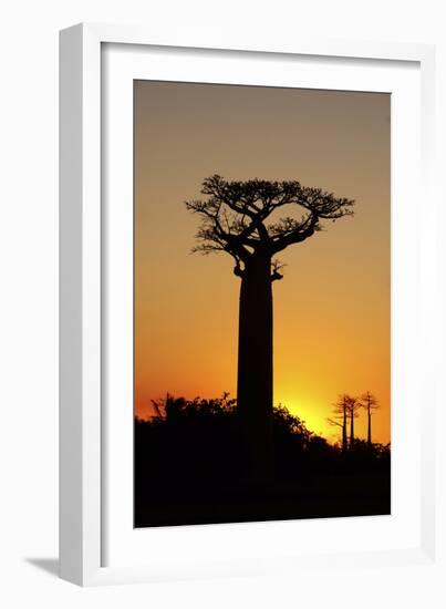 Madagascar, Morondava, Baobab Alley, Adansonia Grandidieri at Sunset-Anthony Asael-Framed Photographic Print