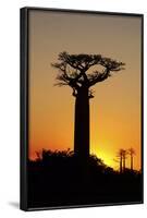 Madagascar, Morondava, Baobab Alley, Adansonia Grandidieri at Sunset-Anthony Asael-Framed Photographic Print