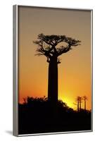 Madagascar, Morondava, Baobab Alley, Adansonia Grandidieri at Sunset-Anthony Asael-Framed Photographic Print