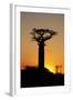 Madagascar, Morondava, Baobab Alley, Adansonia Grandidieri at Sunset-Anthony Asael-Framed Photographic Print