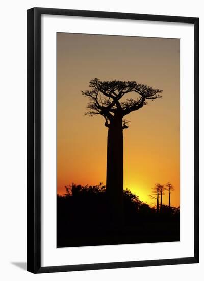 Madagascar, Morondava, Baobab Alley, Adansonia Grandidieri at Sunset-Anthony Asael-Framed Photographic Print