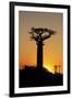 Madagascar, Morondava, Baobab Alley, Adansonia Grandidieri at Sunset-Anthony Asael-Framed Photographic Print