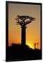 Madagascar, Morondava, Baobab Alley, Adansonia Grandidieri at Sunset-Anthony Asael-Framed Photographic Print