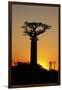 Madagascar, Morondava, Baobab Alley, Adansonia Grandidieri at Sunset-Anthony Asael-Framed Premium Photographic Print