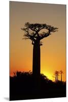 Madagascar, Morondava, Baobab Alley, Adansonia Grandidieri at Sunset-Anthony Asael-Mounted Premium Photographic Print