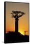 Madagascar, Morondava, Baobab Alley, Adansonia Grandidieri at Sunset-Anthony Asael-Framed Stretched Canvas