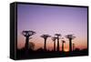 Madagascar, Morondava, Baobab Alley, Adansonia Grandidieri at Sunset-Anthony Asael-Framed Stretched Canvas